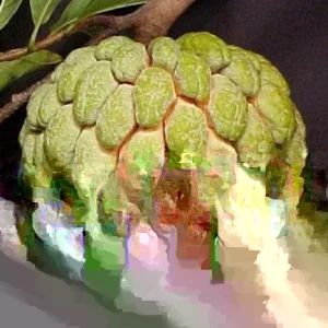 15 Organic Sugar Apple Seeds - Annona Squamosa Custard Apple Fruit Seeds - Image 1