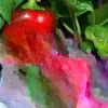 50+ Heirloom Big Red Bell Pepper Seeds - Organic, Non-GMO Vegetable Seeds - Image 1