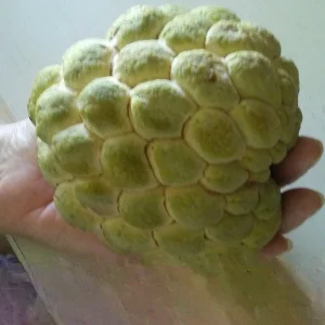 10 Organic Sugar Apple Seeds - Annona Squamosa Tropical Fruit Plant - Image 2