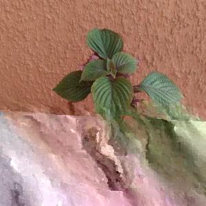 Shiso Perilla Live Plant - 3 Pack Green & Purple Beefsteak - 6-12 inch Starter - Outdoor - Image 2