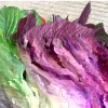 Shiso Perilla Live Plant - 3 Pack Green & Purple Beefsteak - 6-12 inch Starter - Outdoor - Image 1