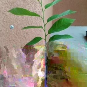 Organic Sugar Apple Na Dai (Annona squamosa) Live Plant Seedling – 7-12 inch Tall - Image 2