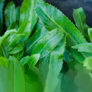 Culantro Seeds - Organic, Non-GMO Mexican Coriander - 200+ Herb Seeds - Indoor/Outdoor - Image 2