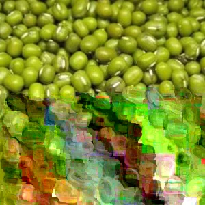Organic Mung Bean Seeds - Non-GMO Sprouting & Garden Vegetable Seeds - Image 2