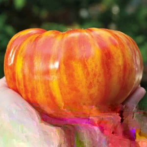 Organic Rainbow Beefsteak Tomato & Habanero Hot Pepper Seeds - Non-GMO Annual - Image 5