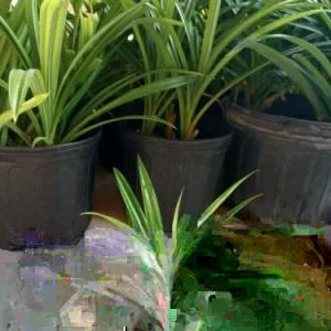 Pandan Live Plant - Fragrant Pandanus Amaryllifolius Rooted Plant - Indoor/Outdoor - Image 4