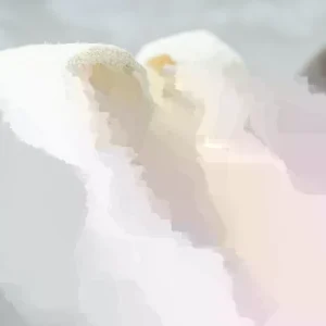 Luffa Gourd Seeds - Loofah Sponge Vegetable Seeds - 20 Seeds - Outdoor - Image 1