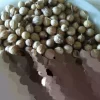 Organic Cilantro Coriander Seeds - Fresh New Season Herb Seeds - Image 1
