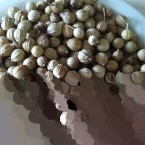 Organic Cilantro Coriander Seeds - Fresh New Season Herb Seeds - Image 1