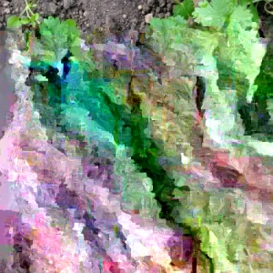 Cilantro Seeds - 100+ Non-GMO Fresh Herb Seeds for Indoor & Outdoor Gardens - Image 1