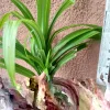 Pandan Plant Live - Pandanus Amaryllifolius Rooted Starter Plant - Fragrant Indoor/Outdoor Herb - Image 1