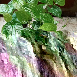 6 Organic Piper Lolot Live Plants 8-12 inch - Vietnamese Lá Lốt for Culinary & Garden - Image 1