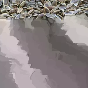 Bouquet Dill Seeds - Organic Non-GMO Heirloom Herb Seeds - 250-500 Seeds for Outdoor Gardening - Image 1