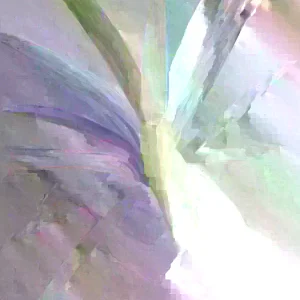 Pandan Fragrant Leaves Live Plant - Pandanus Amaryllifolius Rooted, 8-24