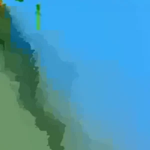 Tulip Tree – Liriodendron tulipifera – Live Plant – 2 Ft Tall – Outdoor - Image 3