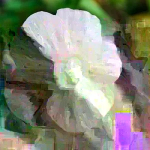 Swamp Rose Mallow – Live plant – Flowering shrub – Indoor/Outdoor - Image 3