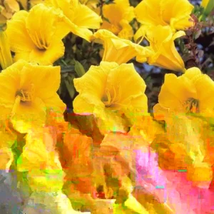 Daylily Stella d'Oro – Live Plant – Well Rooted – Outdoor/Indoor - Image 2