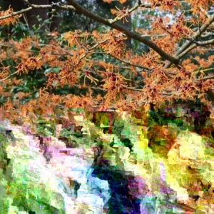 Witch Hazel Live Plant – Hamamelis Virginiana – Well Rooted – 12-18 inches – Outdoor - Image 3