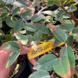 Sabara Jaboticaba Live Grafted Tree - 3 Gallon Pot - Exotic Fruit Plant - Image 2