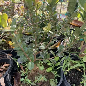 Sabara Jaboticaba Live Grafted Tree - 3 Gallon Pot - Exotic Fruit Plant - Image 4