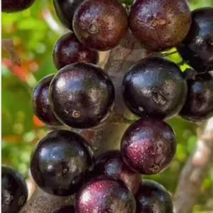 Sabará Jaboticaba Live Plant – 10-12 Inches Tall Brazilian Grape Tree in 1 Gallon Pot - Image 2
