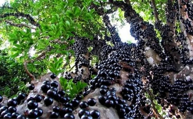 Sabará Jaboticaba Live Plant – 10-12 Inches Tall Brazilian Grape Tree in 1 Gallon Pot - Image 3