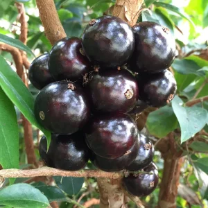 Sabara Jaboticaba Tree – Live Grafted Fruit Plant – 3 Gallon Pot – Indoor/Outdoor - Image 1