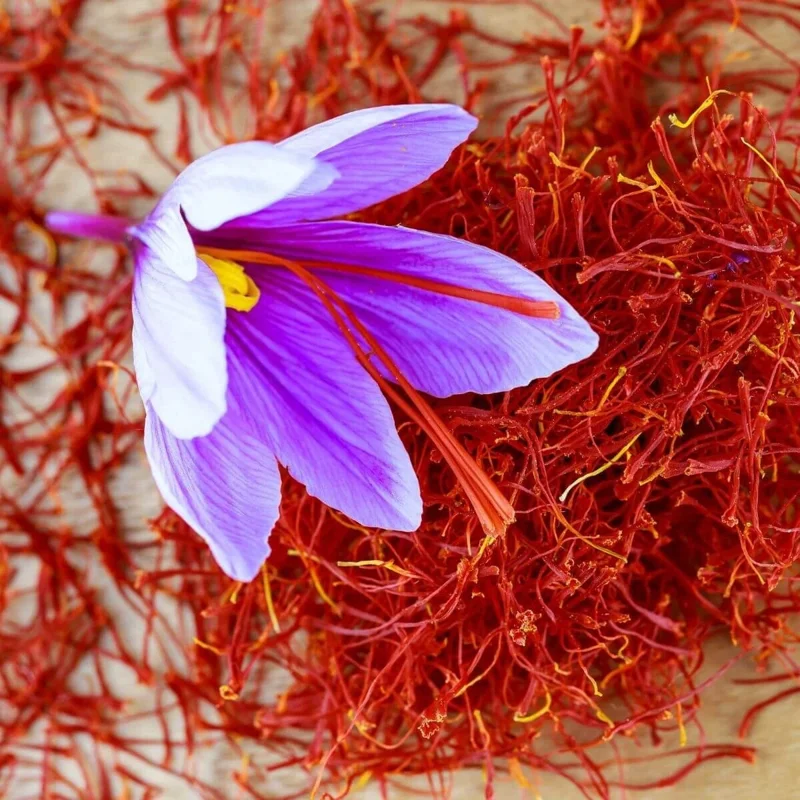 Saffron Autumn Crocus (Crocus sativus) Seeds - 50 Count for Fall Planting - Image 2