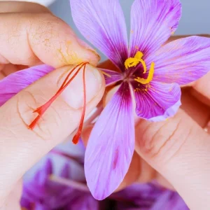 Saffron Autumn Crocus (Crocus sativus) Seeds - 50 Count - Fall Blooming Purple Flower - Indoor/Outdoor - Image 3