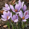 Saffron Autumn Crocus (Crocus sativus) Seeds - 50 Count - Fall Blooming Purple Flower - Indoor/Outdoor - Image 1