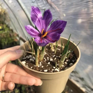 Saffron Crocus Sativus Bulbs – Large 9/10cm – Fall Blooming Spice – 20 Count - Image 1