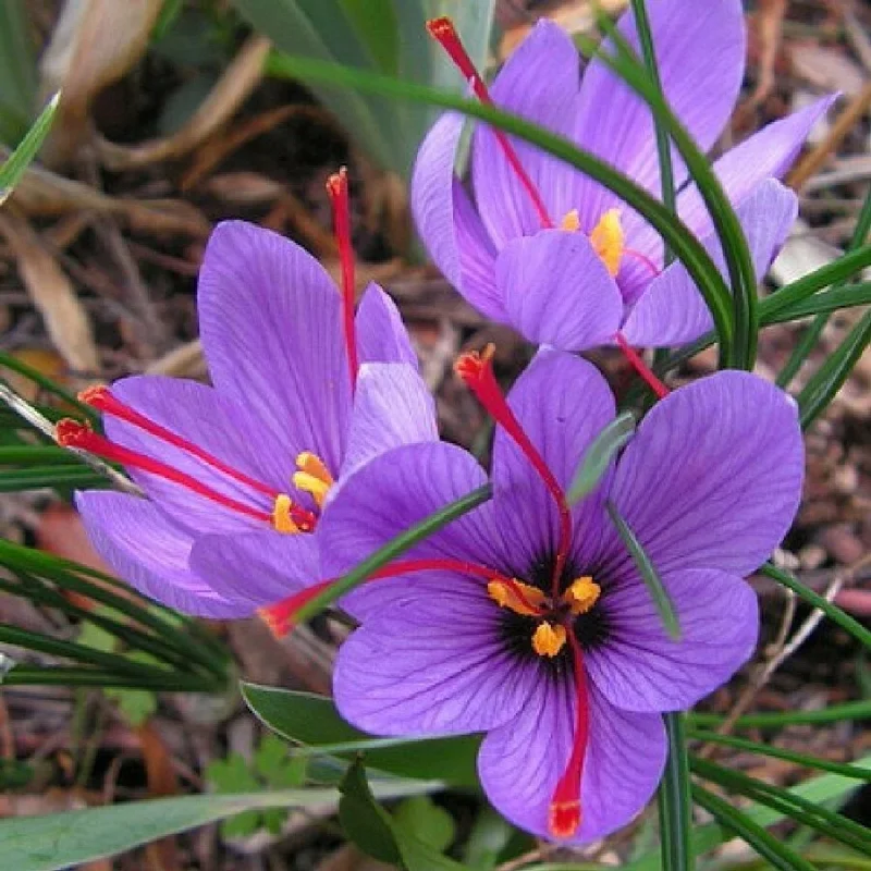 Saffron Crocus Spice Seeds - 15+ Fresh Harvest Grade A Pack - Easy to Grow Herb Seeds - Image 2