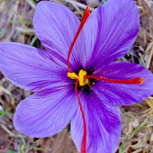 Saffron Crocus Spice Seeds - 15+ Fresh Harvest Grade A Pack - Easy to Grow Herb Seeds - Image 1