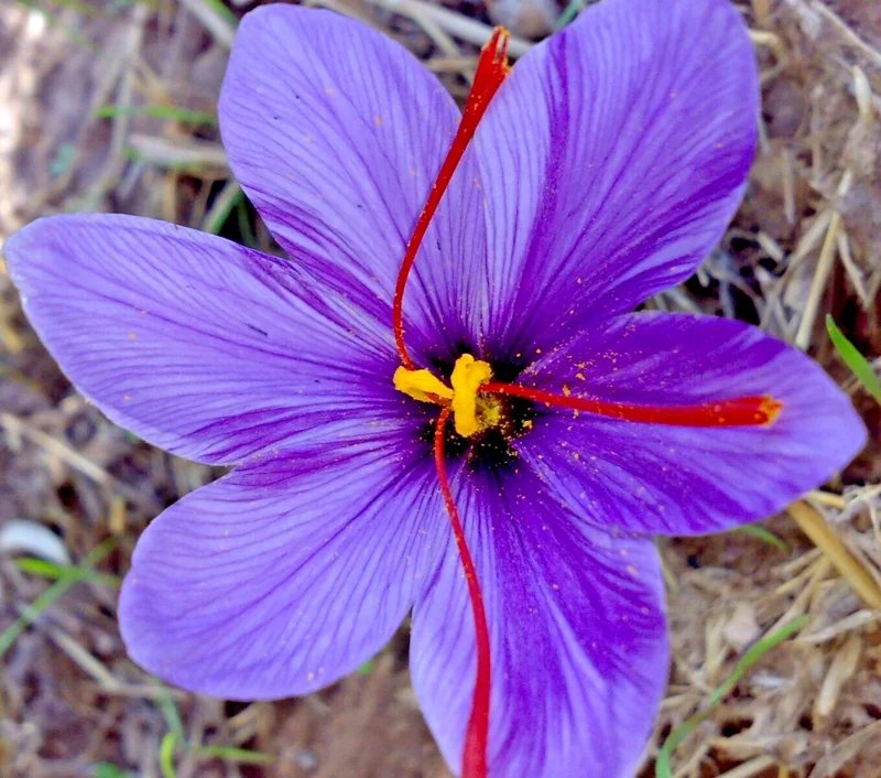 Saffron Crocus Spice Seeds - 15+ Fresh Harvest Grade A Pack - Easy to Grow Herb Seeds - Image 1