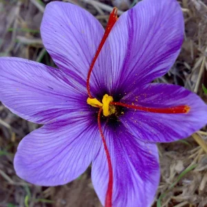 Saffron Spice Seeds - Fresh Harvest Rare Seedpack 25+ - Herb Seeds Indoor/Outdoor - Image 2