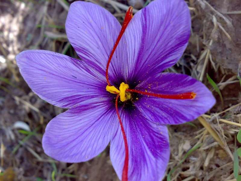 Saffron Spice Seeds - Fresh Harvest Rare Seedpack 25+ - Herb Seeds Indoor/Outdoor - Image 2