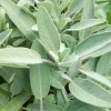 Sage Seeds (Salvia) - Aromatic Herb Garden Seeds - 20 Count Packet - Image 1