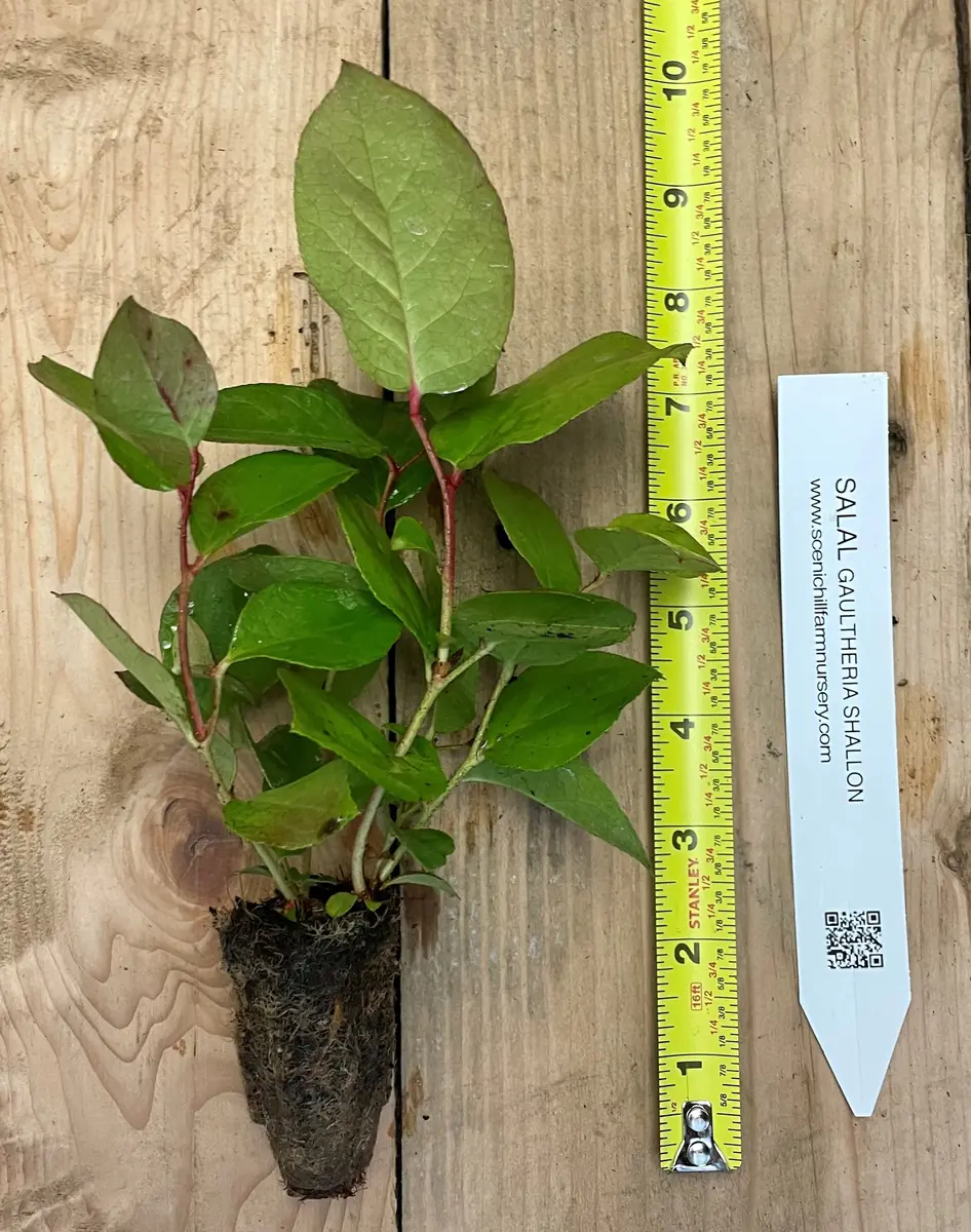 Salal Live Plant - Gaultheria shallon - Ground Cover, Edible Berries, Erosion Control - Image 3