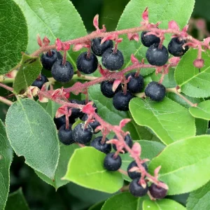 Salal Live Plant - Gaultheria shallon - Ground Cover, Edible Berries, Erosion Control - Image 1