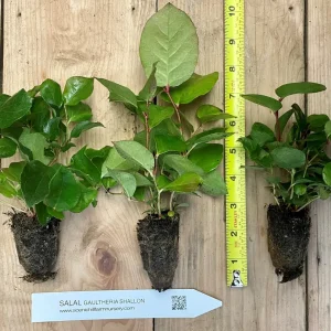 Salal Live Plant - Gaultheria shallon - Ground Cover, Edible Berries, Erosion Control - Image 4