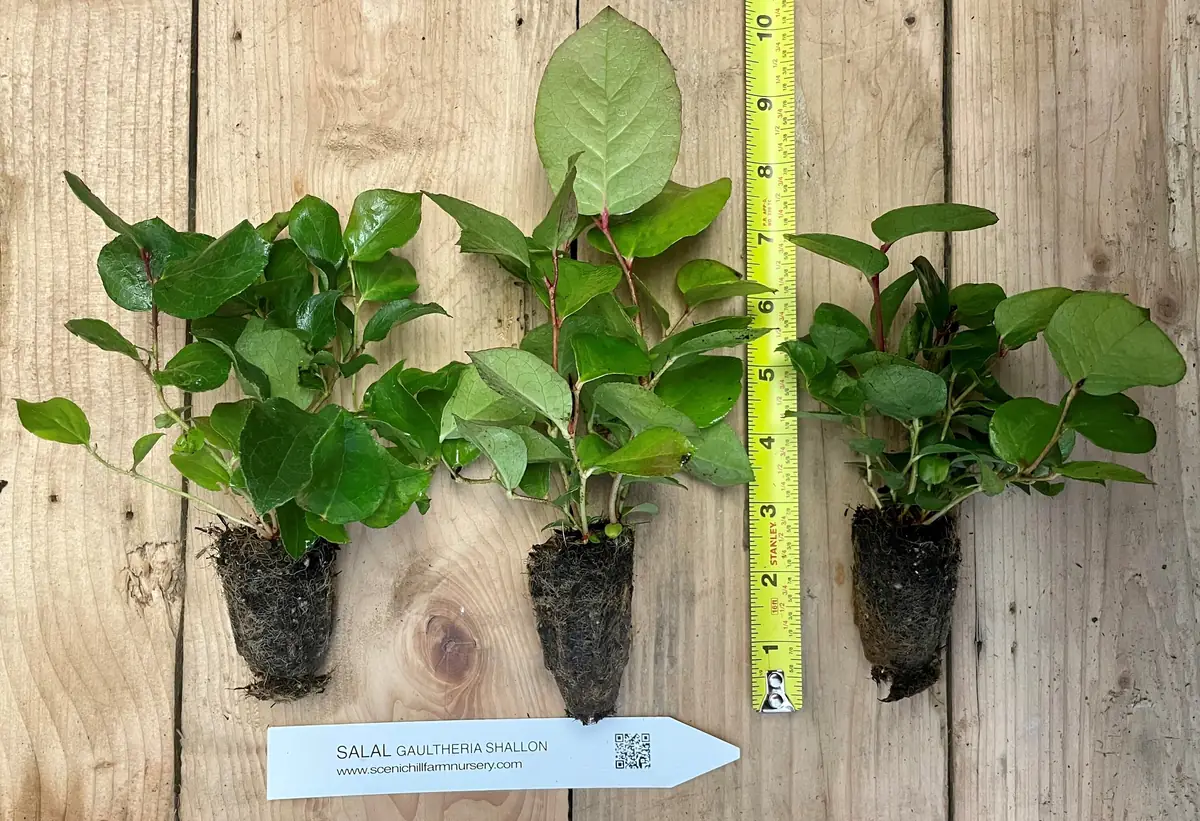 Salal Live Plant - Gaultheria shallon - Ground Cover, Edible Berries, Erosion Control - Image 4