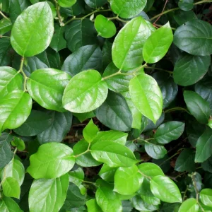 Salal Live Plant - Gaultheria shallon - Ground Cover, Edible Berries, Erosion Control - Image 5