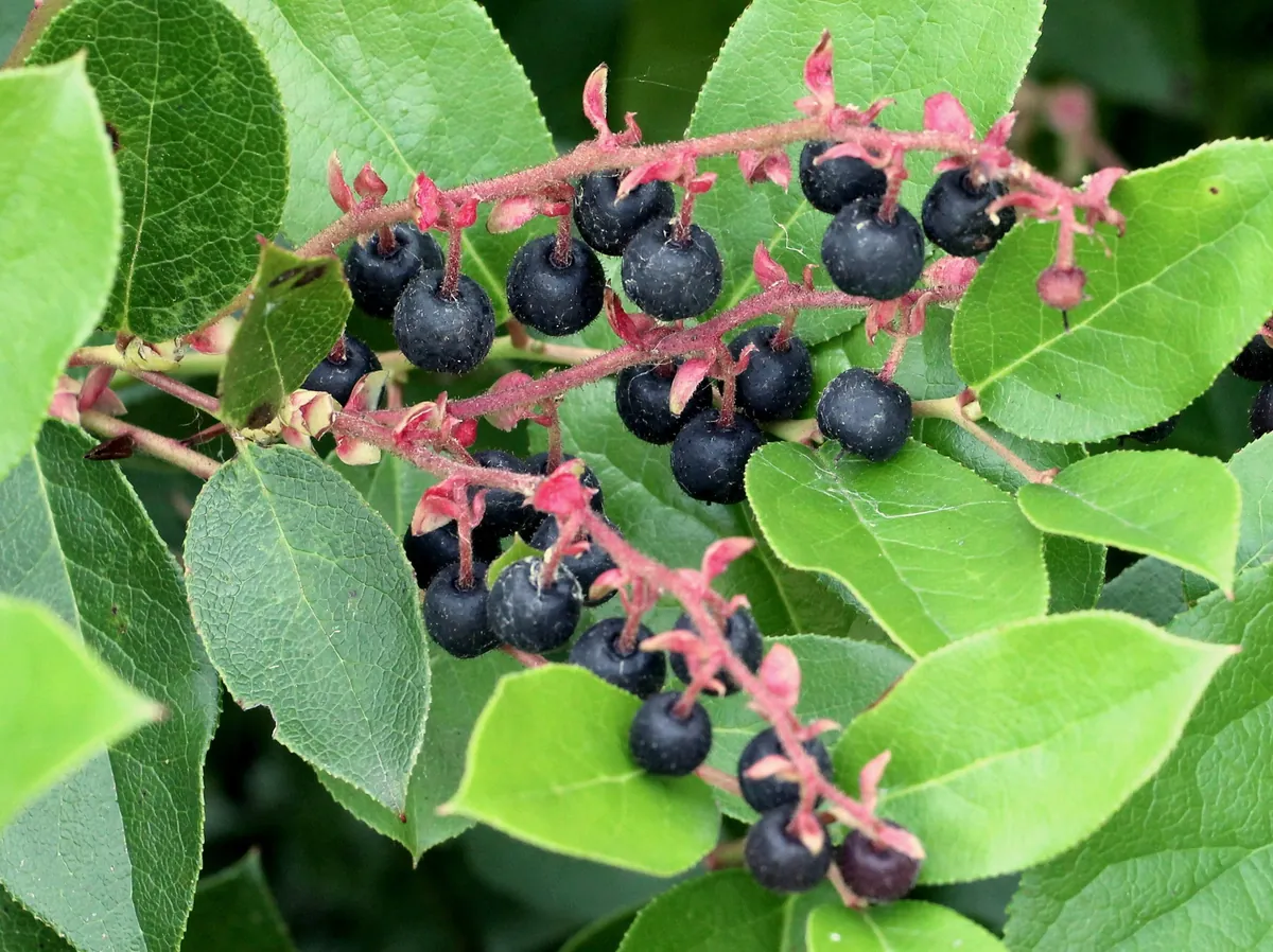Salal Live Plant - Gaultheria shallon - Ground Cover, Edible Berries, Erosion Control - Image 1
