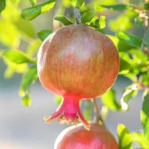 Salavatski Russian Pomegranate Tree Starter Plant - Cold Hardy Punica granatum - Image 2