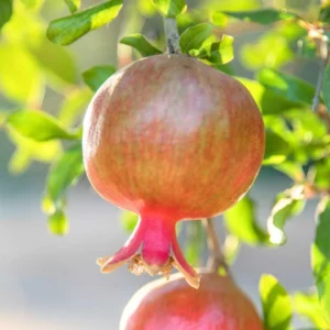 Salavatski Russian Pomegranate Tree Starter Plant - Cold Hardy, USDA Zones 6-9 - Image 2