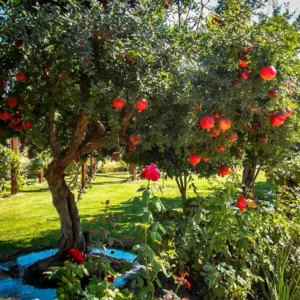 Salavatski Russian Pomegranate Tree Starter Plant - Cold Hardy Punica granatum - Image 3