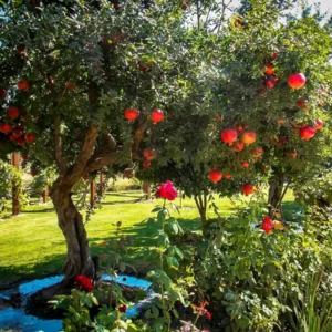 Salavatski Russian Pomegranate Tree Starter Plant - Cold Hardy Punica granatum - Image 3