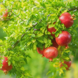 Salavatski Russian Pomegranate Tree Starter Plant - Cold Hardy, USDA Zones 6-9 - Image 4