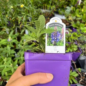 Salvia Apex Live Plant – Woodland Sage – Fragrant Perennial – 3-4 inch Pot – Outdoor - Image 5