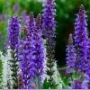 Salvia Apex Wood Sage Live Plant – Long-Blooming Perennial for Gardens – Zones 4-9 - Image 1